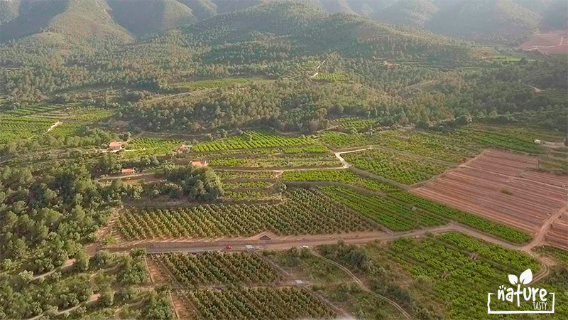 plantation d'Avocats